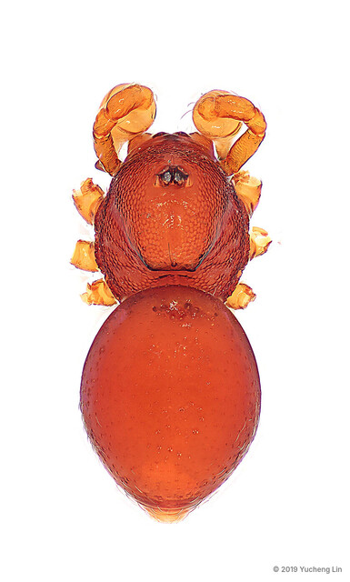 Ablemma malacca • © Yucheng Lin • All Rights Reserved ♂ Adult Habitus Dorsal