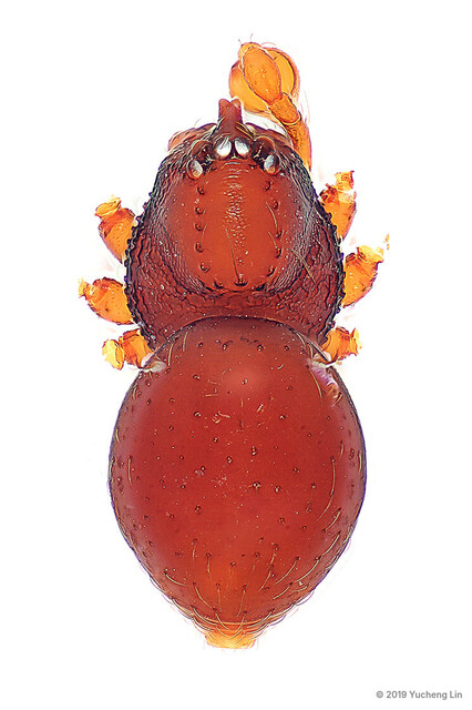 Brignoliella besutensis • © Yucheng Lin • All Rights Reserved ♂ Adult Habitus Dorsal Male Palp