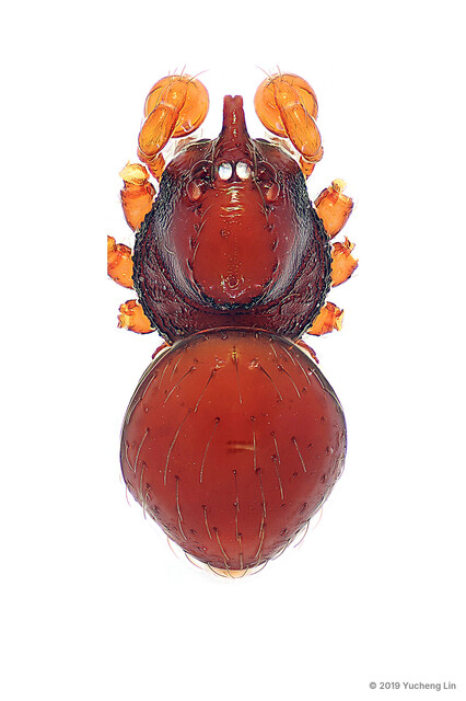 Brignoliella michaeli • © Yucheng Lin • All Rights Reserved ♂ Adult Habitus Dorsal