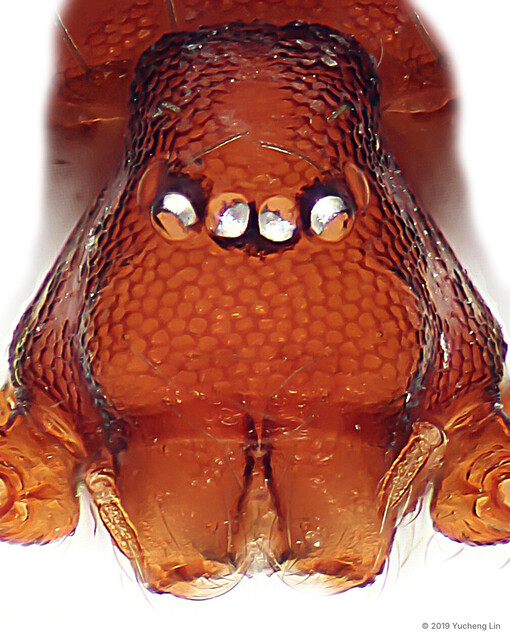 Singaporemma lenachanae • © Yucheng Lin • All Rights Reserved ♀ Adult Prosoma Dorsal Eyes