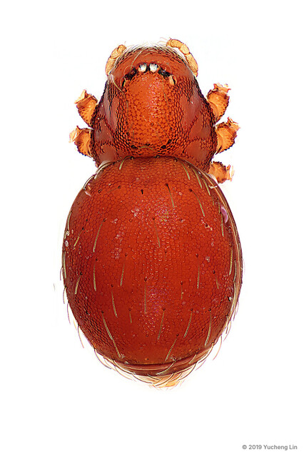 Singaporemma singulare • © Yucheng Lin • All Rights Reserved ♀ Adult Habitus Dorsal