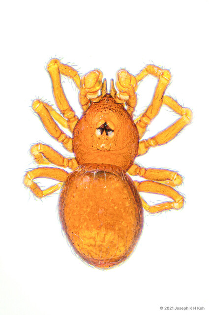 Tetrablemma sp. "Double-tusked" • © Joseph K H Koh • All Rights Reserved ♂ Adult Habitus Dorsal