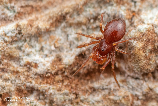 Tetrablemma sp. "Doubled-fingered" • © Nicky Bay • All Rights Reserved ♂ Adult Habitus Dorsal
