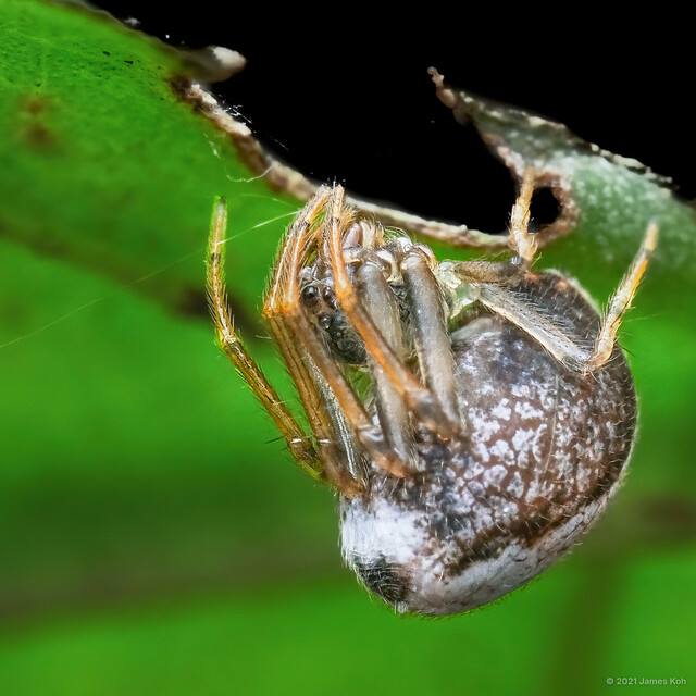 Dolichognatha sp. "Bi-coloured" • © James Koh • All Rights Reserved ♀ Adult Habitus Lateral