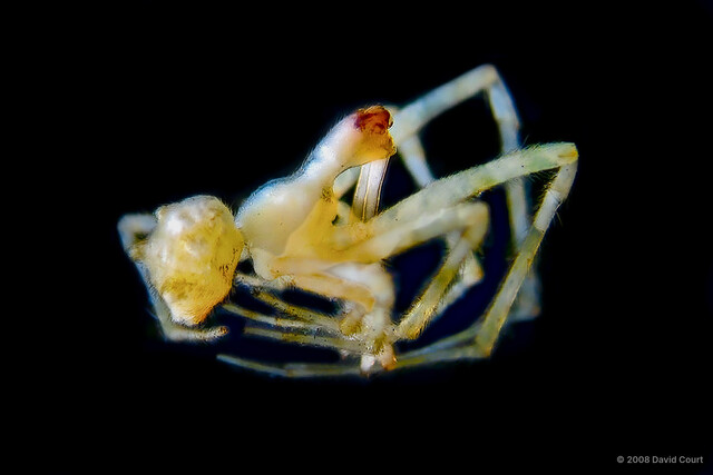 Dolichognatha sp. "Singapore Giraffe" • © David Court • All Rights Reserved ♂ Adult Habitus Dorsal