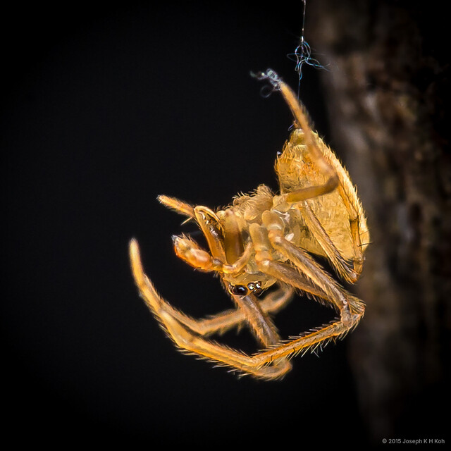 Dolichognatha deelemanae • © Joseph K H Koh • All Rights Reserved ♂ Adult Habitus Lateral
