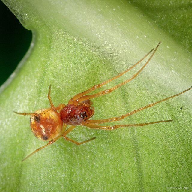 Glenognatha dentata • © David Court • All Rights Reserved ♀ Adult Habitus Dorsal