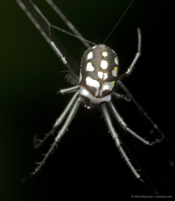 Leucauge argentina • © Nicky Bay • All Rights Reserved ♀ Adult Habitus Dorsal