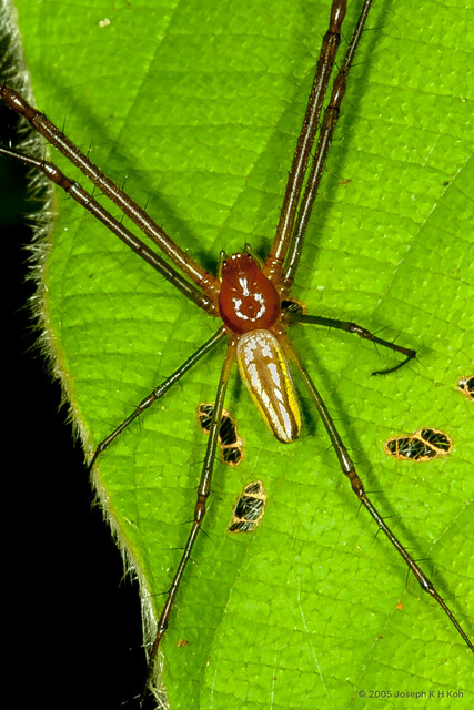 Leucauge celebesiana • © Joseph K H Koh • All Rights Reserved ♂ Adult Habitus Dorsal
