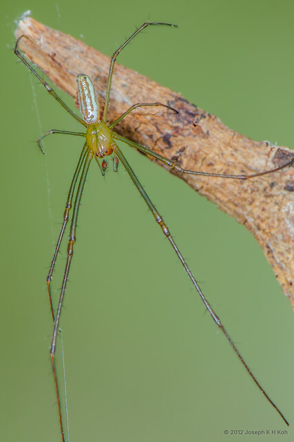 Leucauge decorata • © Joseph K H Koh • All Rights Reserved ♂ Adult Habitus Dorsal