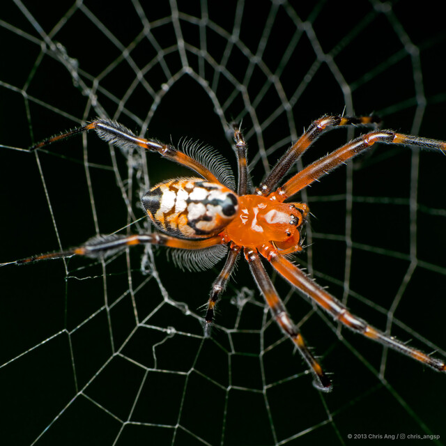 Leucauge fastigata • © Chris Ang • All Rights Reserved ♀ Adult Habitus Dorsal