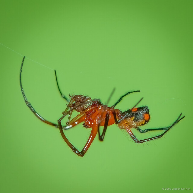 Leucauge sarawakensis • © Joseph K H Koh • All Rights Reserved ♂ Adult Habitus Lateral