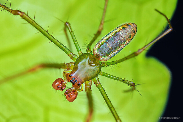 Mesida gemmea • © David Court • All Rights Reserved ♂ Adult Habitus Dorsal