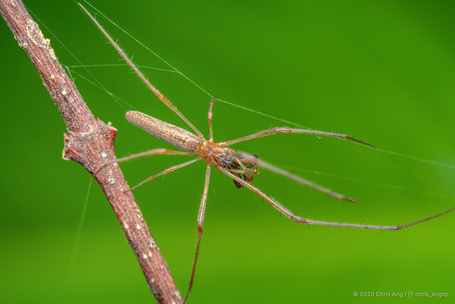 Tetragnatha sp. "Embroidered Carapace" • © Chris Ang • All Rights Reserved ♂ Adult Habitus Dorsal