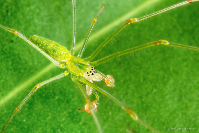 Tetragnatha sp. "Little Green" • © Joseph K H Koh • All Rights Reserved ♂ Adult Habitus Dorsal