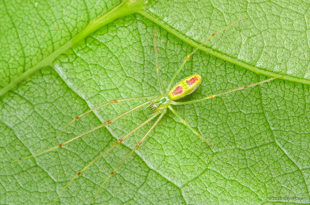 Tetragnatha sp. "Yellow-and-red" • © David Court • All Rights Reserved ♀ Adult Habitus Dorsal