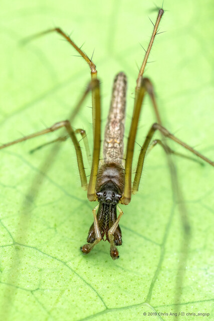 Tetragnatha ceylonica • © Chris Ang • All Rights Reserved ♂ Adult Habitus Dorsal