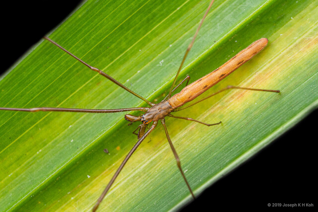 Tetragnatha chauliodus • © Joseph K H Koh • All Rights Reserved ♀ Adult Habitus Dorsal