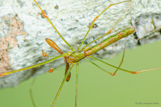 Tetragnatha hasselti • © Joseph K H Koh • All Rights Reserved ♂ Adult Habitus Dorsal