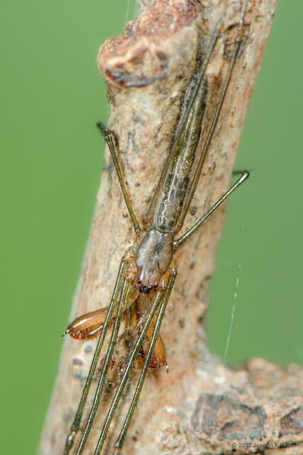 Tetragnatha josephi • © Joseph K H Koh • All Rights Reserved ♂ Adult Habitus Dorsal