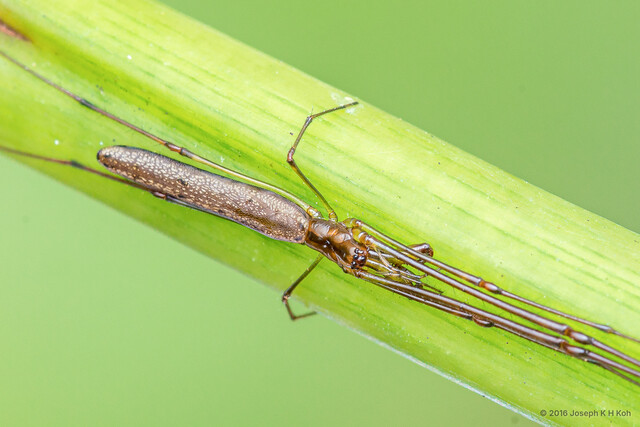 Tetragnatha keyserlingi • © Joseph K H Koh • All Rights Reserved ♂ Adult Habitus Dorsal