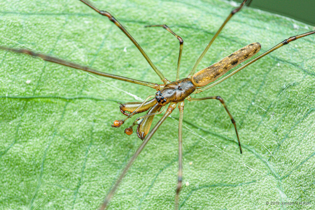 Tetragnatha keyserlingi • © Joseph K H Koh • All Rights Reserved ♀ Adult Habitus Dorsal