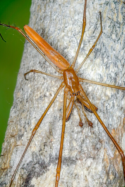 Tetragnatha mandibulata • © Joseph K H Koh • All Rights Reserved ♂ Adult Habitus Dorsal