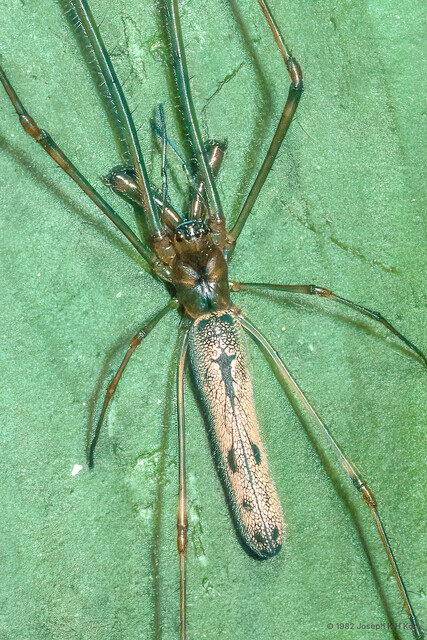 Tetragnatha serra • © Joseph K H Koh • All Rights Reserved ♀ Adult Habitus Dorsal