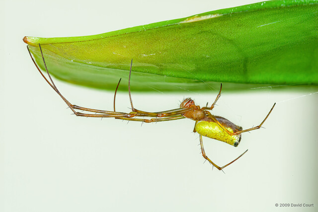Tylorida sp. "Brown-bellied" • © David Court • All Rights Reserved ♀ Adult Habitus Lateral