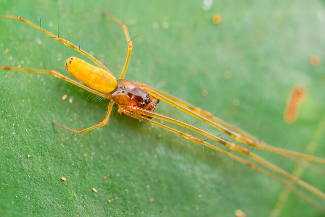 Tylorida sp. "Common Golden" • © Nicky Bay • All Rights Reserved ♂ Adult Habitus Dorsal