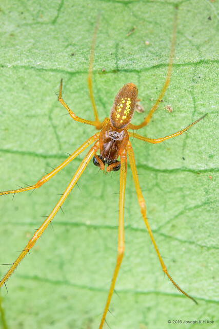 Tylorida sp. "Daisy Field" • © Joseph K H Koh • All Rights Reserved ♂ Adult Habitus Dorsal