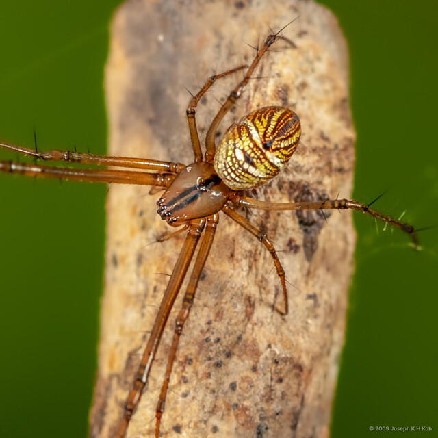 Tylorida striata • © Joseph K H Koh • All Rights Reserved ♀ Adult Habitus Dorsal