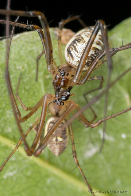 Tylorida ventralis • © Nicky Bay • All Rights Reserved ♀ Adult Habitus Dorsal Mating Multiple