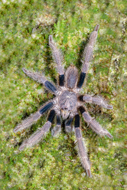 "Coremiocnemis" sp. "Brown" • © Zestin Soh • All Rights Reserved ♂ Adult Habitus Dorsal