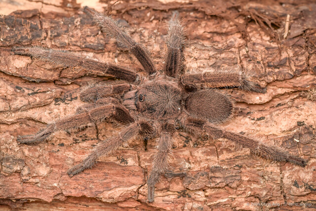 "Coremiocnemis" sp. "Singapore" • © Chris Ang • All Rights Reserved ♂ Adult Habitus Dorsal