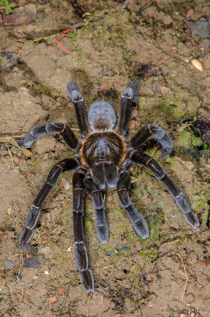 Haplopelma doriae • © Joseph K H Koh • All Rights Reserved ♀ Adult Habitus Dorsal
