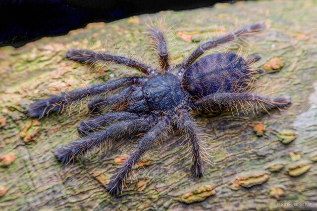 Omothymus violaceopes • © James Koh • All Rights Reserved Juvenile Habitus Dorsal