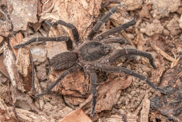 Phlogiellus sp. "Common Singapore" • © Joseph K H Koh • All Rights Reserved ♂ Adult Habitus Dorsal