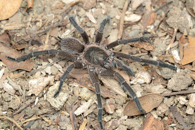 Phlogiellus sp. "Larger Singapore" • © Joseph K H Koh • All Rights Reserved ♂ Adult Habitus Dorsal