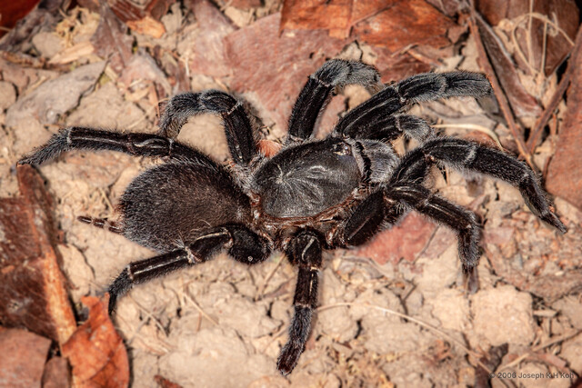 Selenocosmia sp. "Singapore Black" • © Joseph K H Koh • All Rights Reserved ♂ Adult Habitus Dorsal