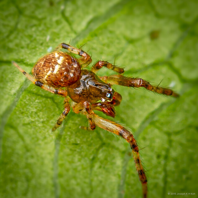 Achaearanea t-notata • © Joseph K H Koh • All Rights Reserved ♂ Adult Habitus Dorsal