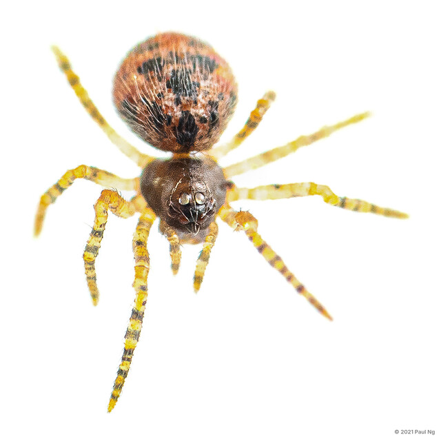 Allothymoites sp. "Banded Legs" • © Paul Ng • All Rights Reserved ♀ Adult Habitus Dorsal