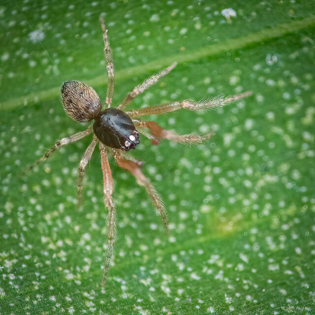 Allothymoites sp. "Socketed Spines" • © Paul Ng • All Rights Reserved ♂ Adult Habitus Dorsal