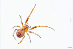 Anelosimus sp. "Ubin"