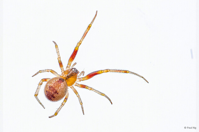 Anelosimus sp. "Ubin" • © Paul Ng • All Rights Reserved ♀ Adult Habitus Dorsal