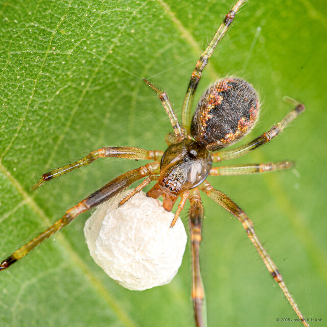 Anelosimus kohi • © Joseph K H Koh • All Rights Reserved ♀ Adult Habitus Dorsal Egg(s)/Egg Sac(s)