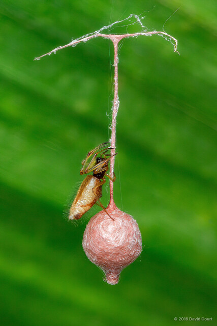 "Argyrodes" sp. "Furry" • © David Court • All Rights Reserved ♀ Adult Habitus Lateral Egg(s)/Egg Sac(s)