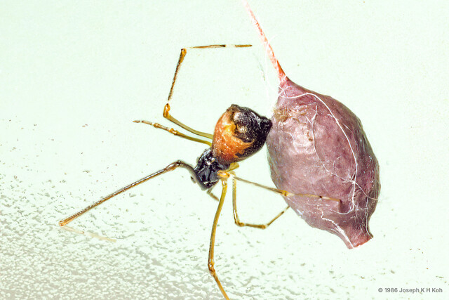 Argyrodes sp. "Ski-mask" • © Joseph K H Koh • All Rights Reserved ♀ Adult Habitus Dorsal Egg(s)/Egg Sac(s)