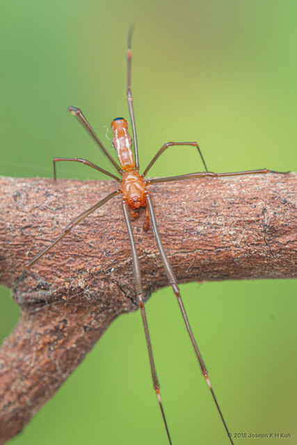 Argyrodes sp. "Square-notch" • © Joseph K H Koh • All Rights Reserved ♂ Adult Habitus Dorsal