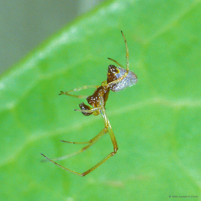 Argyrodes argentatus • © Joseph K H Koh • All Rights Reserved ♂ Adult Habitus Lateral